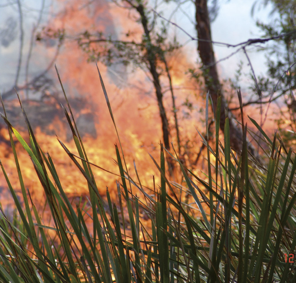 Bushfire Bushfire